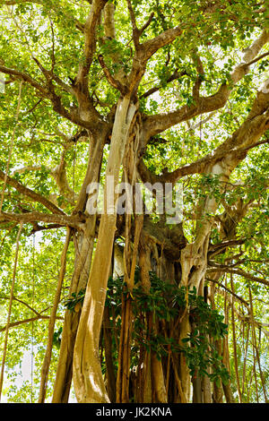 Les grands vieux arbres recouverts de lianes Banque D'Images