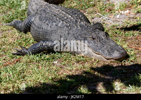 Alligator Alligator mississippiensis) (Big Cypress Bend, Fakahatchee Strand, Florida, USA Banque D'Images