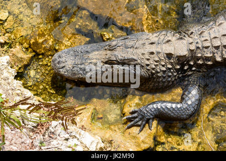 Alligator Alligator mississippiensis) (Kirby Storter Roadside Park, Big Cypress National Preserve, Florida, USA Banque D'Images