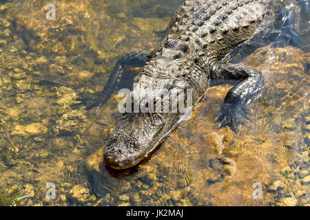 Alligator Alligator mississippiensis) (Kirby Storter Roadside Park, Big Cypress National Preserve, Florida, USA Banque D'Images