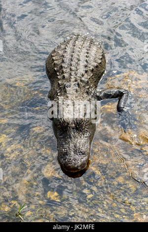 Alligator Alligator mississippiensis) (Kirby Storter, Parc, en bordure de la réserve nationale de Big Cypress, Florida, USA Banque D'Images