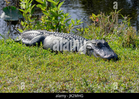 Alligator Alligator mississippiensis (pèlerin), Shark Valley, Parc National des Everglades, Florida, USA Banque D'Images