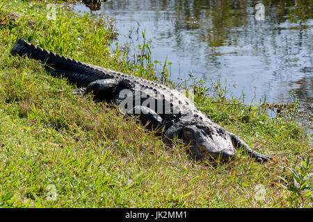 Alligator Alligator mississippiensis) (le pèlerin, le Shark Valley, Parc National des Everglades, Florida, USA Banque D'Images