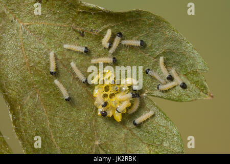 Baumweißling Baum-WeiBaumweissling SSling,,, Raupe, Raupen, Eiraupe Eiraupen schlüpfen, Eier aus, Ei, Aporia crataegi, Schlupf, noir-blanc veiné, cat Banque D'Images