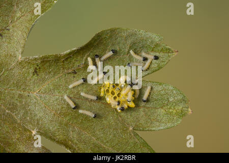 Baumweißling Baum-WeiBaumweissling SSling,,, Raupe, Raupen, Eiraupe Eiraupen schlüpfen, Eier aus, Ei, Aporia crataegi, Schlupf, noir-blanc veiné, cat Banque D'Images