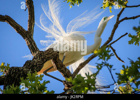 Une Grande Aigrette perchée dans un arbre. Banque D'Images