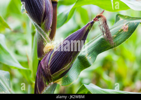 Épis de maïs (Zea mays) à la culture de maïs biologique domaine Banque D'Images