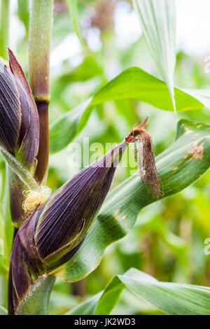 Épis de maïs (Zea mays) à la culture de maïs biologique domaine Banque D'Images