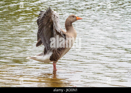 Oie cendrée étend ses ailes, prises au parc Poole, Dorset UK Banque D'Images