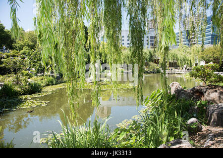 Sydney, NSW Australia-November,18,2016 : vue à travers les branches de saule pleureur à l'étang le jardin chinois de l'amitié à Sydney, Australie. Banque D'Images