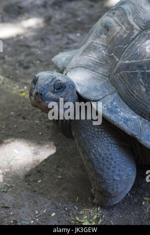 L'île de Mahé, Seychelles, Victoria, les jardins botaniques, les tortues géantes d'Aldabra, aldabrachelys elephantina Banque D'Images