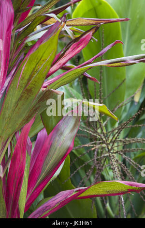 La France, l'île de la réunion, à l'est la réunion, Piton Sainte-rose, feuilles de la plante, Croton Codiaeum variegatum, euphorbiaceae Banque D'Images