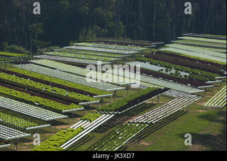 L'Australie, Queensland, Sunshine Coast, Pomona, champs en terrasses d'exploitation agricole, macrobiotique Banque D'Images