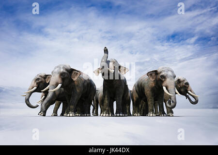 Troupeau d'éléphants en cercle féroce Banque D'Images