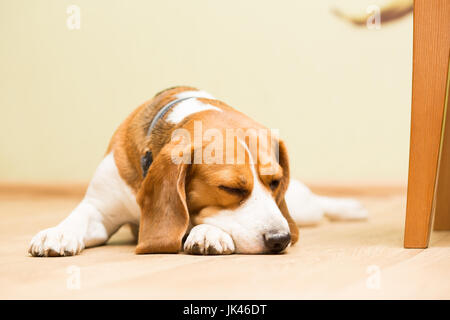 Chien de race beagle à l'âge de 2 ans, la femelle dort sur le sol avec sa tête sur son paw Banque D'Images
