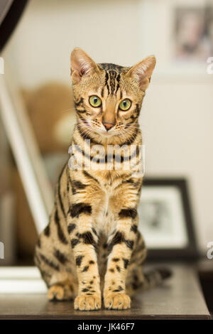 Race de chat bengal à l'âge de 5 mois, assis sur la table de chevet Banque D'Images