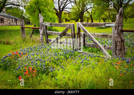Texas Hill Country Wildflowers par Old Wooden Fence Gate et Pioneer House Banque D'Images