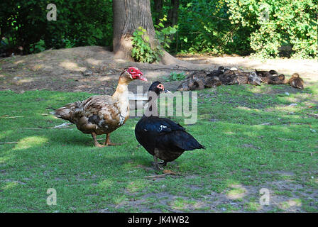 Cairina moschata, une paire de canards musqués sur l'herbe verte Banque D'Images