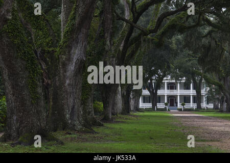 USA, Louisiane, Catonsville, Planatation Rosedown, b. 1832, Oak Tree canopy entrée Banque D'Images