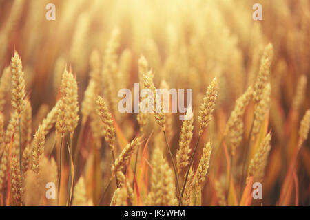 Épillets de blé doré sur fond de soleil. Domaine du blé mûr dans la lumière du soleil du soir. Banque D'Images