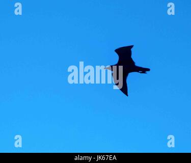 Le Pirée, Grèce. Sep 30, 2004. Une mouette, en silhouette, vole au dessus de la Méditerranée près du port de Pirée, Grèce. Credit : Arnold Drapkin/ZUMA/Alamy Fil Live News Banque D'Images