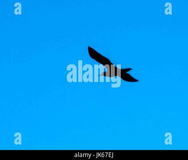 Le Pirée, Grèce. Sep 30, 2004. Une mouette, en silhouette, vole au dessus de la Méditerranée près du port de Pirée, Grèce. Credit : Arnold Drapkin/ZUMA/Alamy Fil Live News Banque D'Images