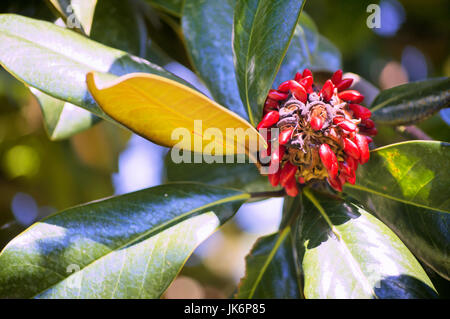 Un bourgeon de magnolia rouge. Banque D'Images