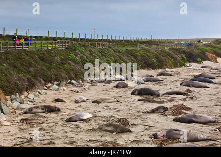 États-unis, Californie, Californie du Sud, Point, Piedras Blancas Léphant de colonie, Mirounga angustirostris Banque D'Images