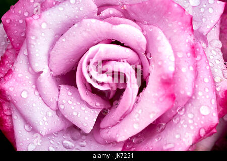 Photographie macro de rose rouge après un peu de pluie dans le sud de la Californie Banque D'Images