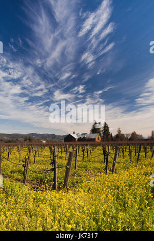 États-unis, Californie, Nord de la Californie, Napa Valley Wine Country, Rutherford, vignoble en hiver Banque D'Images