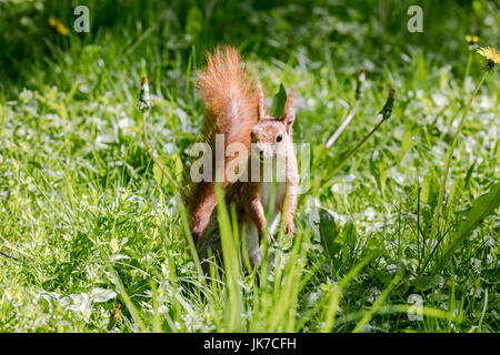 De l'est jeune écureuil fox avec fluffy tail assis dans l'herbe verte Banque D'Images