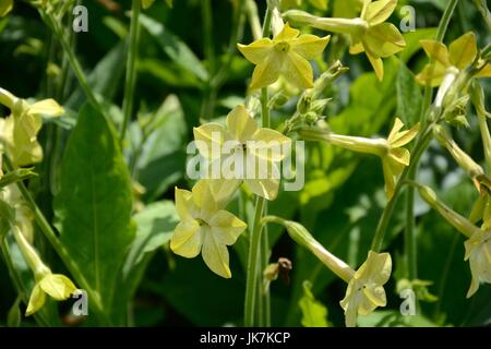 Nicotiana alta Lime Green fleurs plante de tabac fleur de tabac Banque D'Images