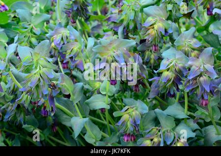 Cerinthe major fleurs honeywort Pururascens Banque D'Images