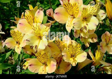 L'Alstroemeria fleurs amitié Lily Lily péruvienne des Incas Banque D'Images