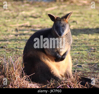 Les Wallabies (Wallabia bicolor) Banque D'Images