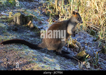 Les Wallabies (Wallabia bicolor) Banque D'Images