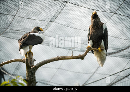 Deux l'aigle de mer de Steller assis sur une branche dans un zoo Banque D'Images