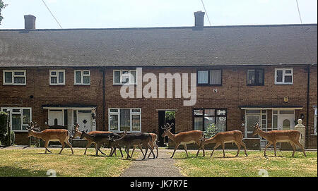 Un groupe de chevreuils ont traversé courageusement une route de Harold Hill, dans l'Essex pour trouver de l'ombre sur un ensemble immobilier local afin d'essayer de se refroidir en vedette : Deer Où : Harold Hill, Essex, Royaume-Uni Quand : 21 juin 2017 Source : WENN.com Banque D'Images