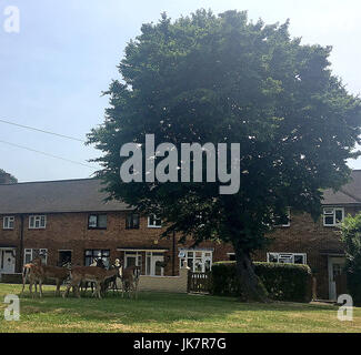 Un groupe de chevreuils ont traversé courageusement une route de Harold Hill, dans l'Essex pour trouver de l'ombre sur un ensemble immobilier local afin d'essayer de se refroidir en vedette : Deer Où : Harold Hill, Essex, Royaume-Uni Quand : 21 juin 2017 Source : WENN.com Banque D'Images