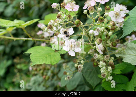 Bush avec fleurs, fruits et blackberry un bourdon Banque D'Images