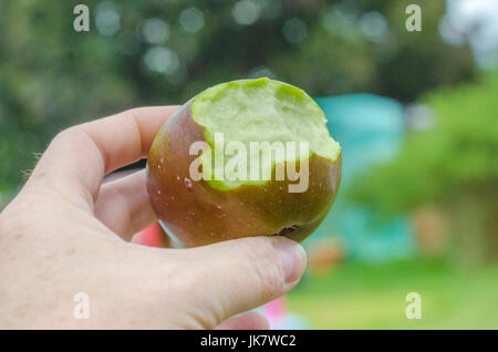 Gros plan d'une main tenant une pomme cultivée accueil en les piquant. Banque D'Images