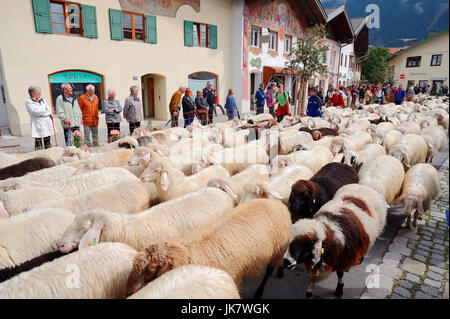 Troupeau de moutons, en voiture depuis alpages, Mittenwald, Werdenfelser Land, Bavière, Allemagne / mouton domestique | Hausschafe haus Almabtrieb Banque D'Images