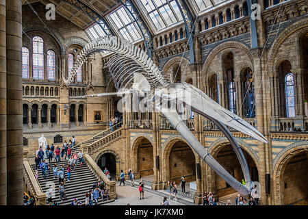 Espère que le squelette de rorqual bleu situé dans le hall de l'Hintze Natural History Museum, Londres. Banque D'Images