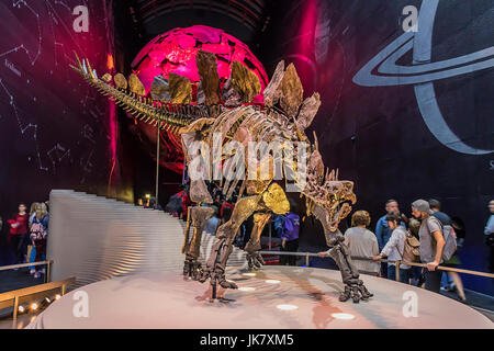 Le Stegosaurus plus complet sur l'affichage Au Musée d'Histoire Naturelle de Londres. Banque D'Images