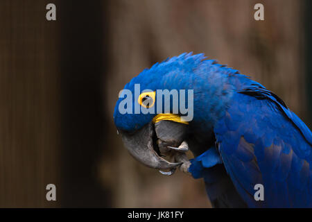 Hyacinth macaw manger Banque D'Images