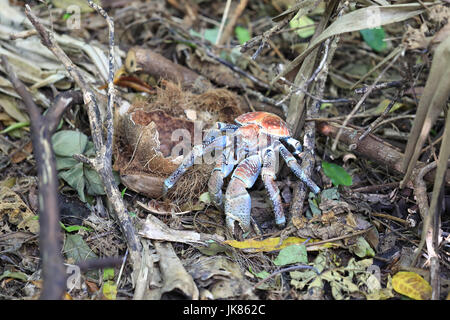 Crabe voleur géant, ou des crabes de cocotiers, sur l'île de Noël - un territoire australien dans l'océan indien Banque D'Images