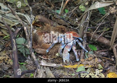 Crabe voleur géant, ou des crabes de cocotiers, sur l'île de Noël - un territoire australien dans l'océan indien Banque D'Images