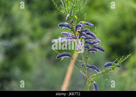 Plante sauvage genêt (Cytisus scoparius) gousses de graines noire Banque D'Images