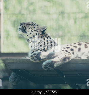 Amur Leopard (Panthera pardus orientalis) détente sur une petite plate-forme Banque D'Images