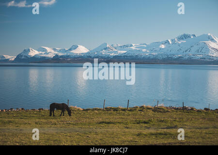 Cheval sur un champ avec ciel bleu, fjord et montagnes en arrière-plan Banque D'Images